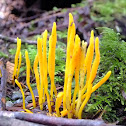 Coral fungus