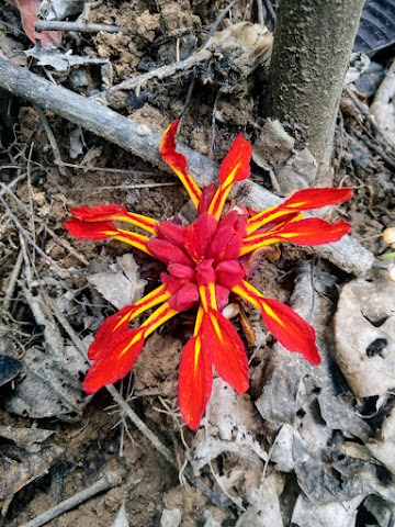 Gua Hari Malaysia Wild Ginger Flower