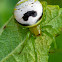 Kidney garden spider/pale orb weaver