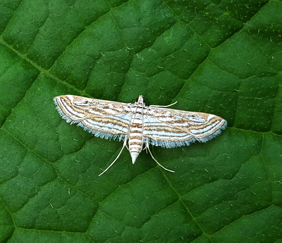 Aquatic Rice Moth