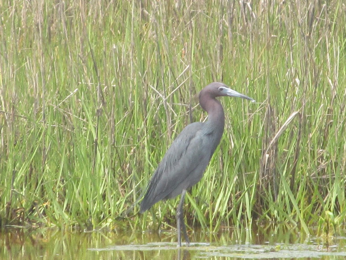 Little Blue Heron