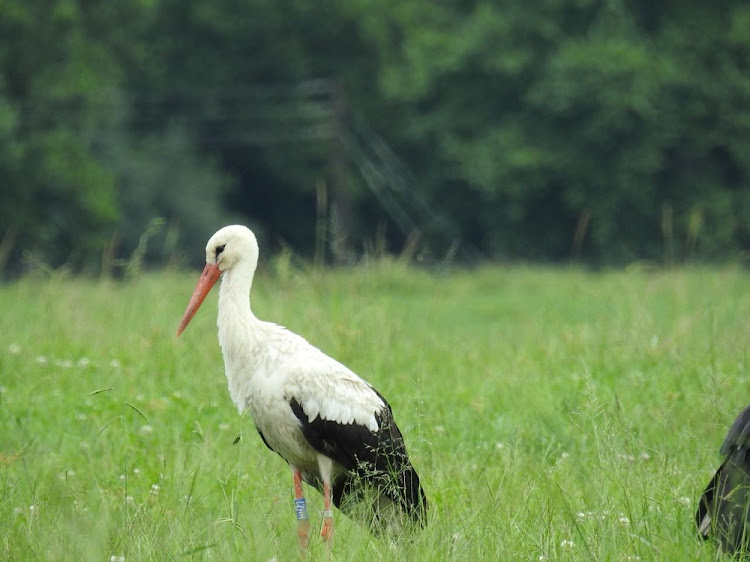 This ringed white stork was spotted in Karkloof after it flew over 8‚500km from Hungary.