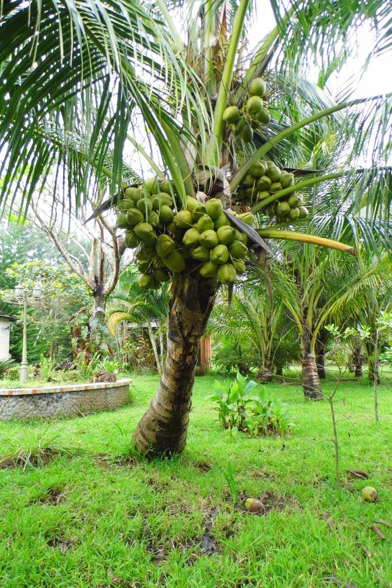 Palmera De Coco