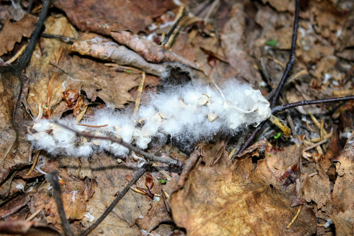 Black cottonwood seeds