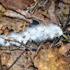 Black cottonwood seeds