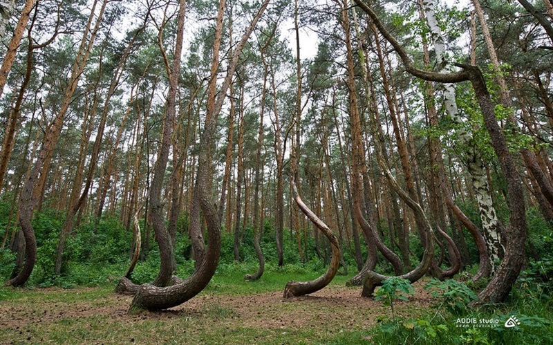 Crooked Forest, misteriosa floresta da Polônia