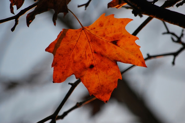 Colori d'autunno di mattifero