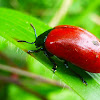 Poplar leaf beetle