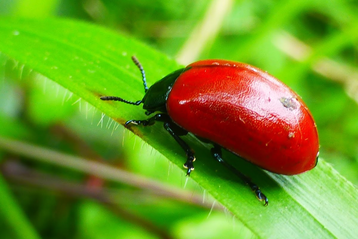 Poplar leaf beetle