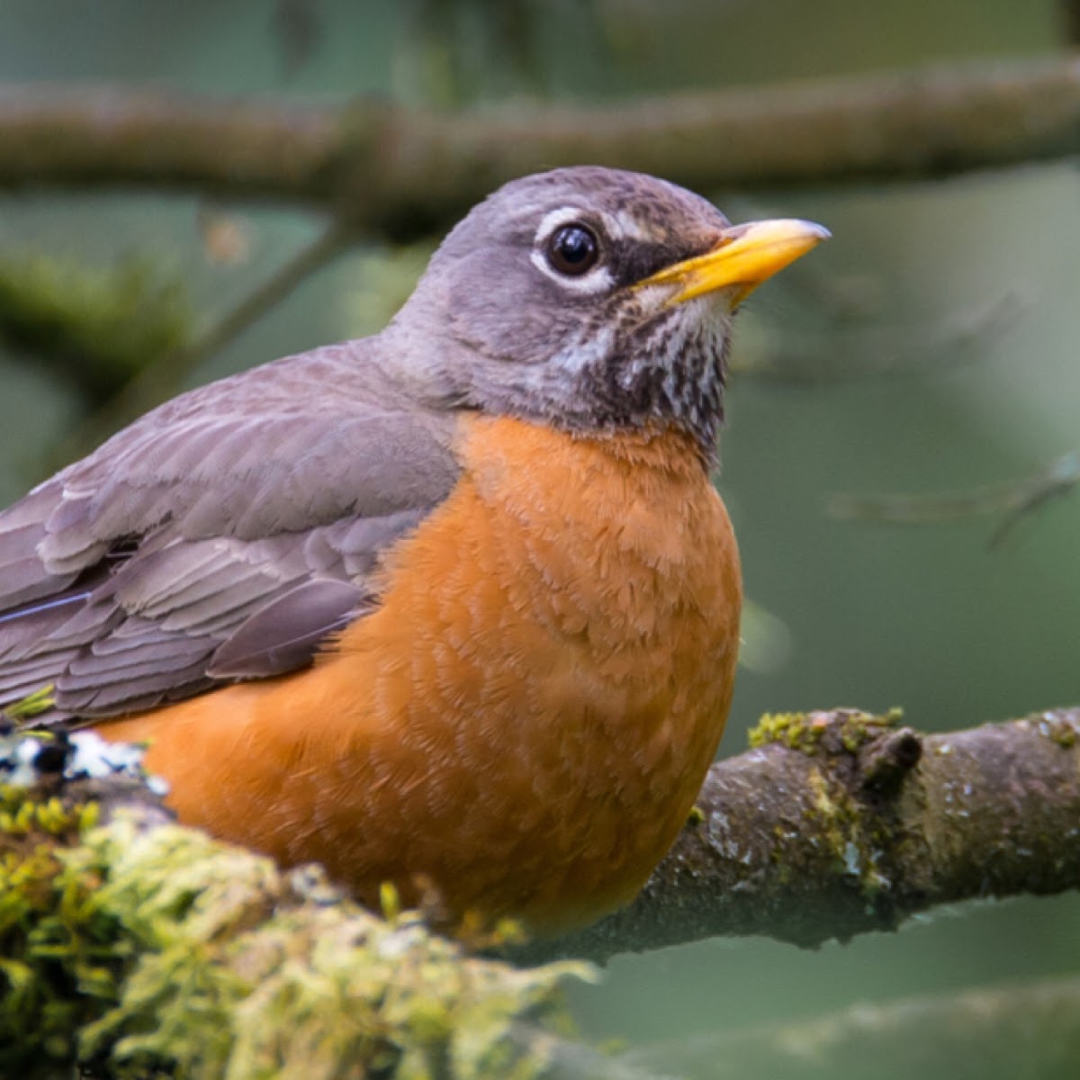 American Robin