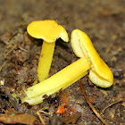 Golden Waxcaps