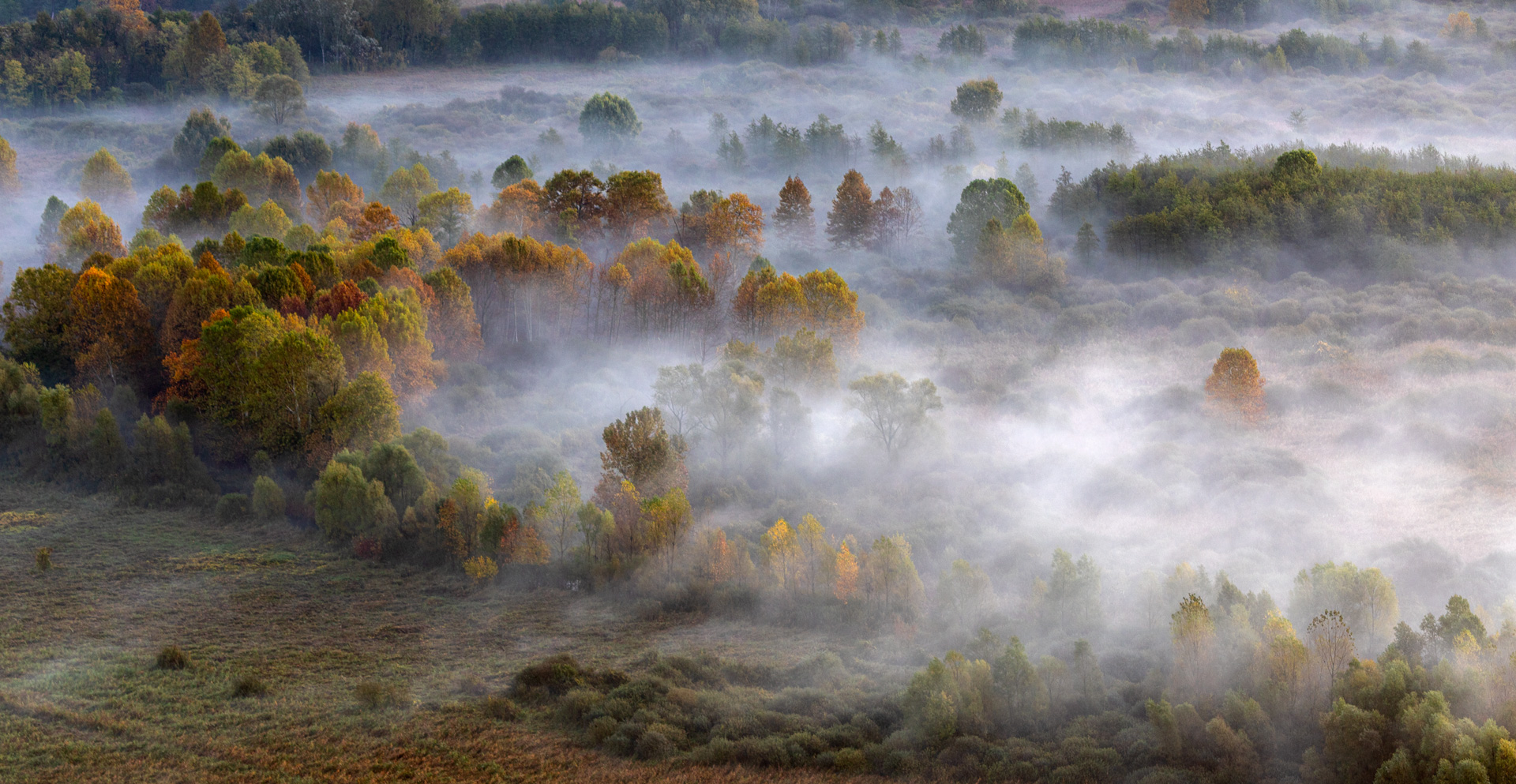 La foschia del mattino avvolge gli alberi di Aktarus