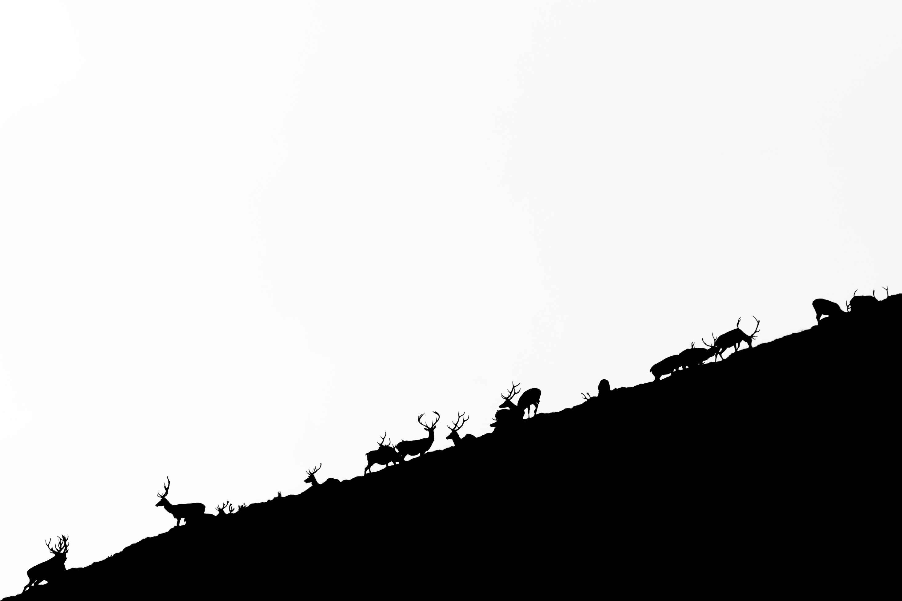Swiss Deers Domino di Andrea Izzotti