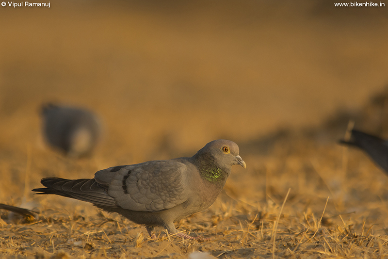 Yellow-eyed Pigeon