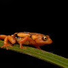 Resplendent Shrub Frog