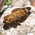 Theona Checkerspot