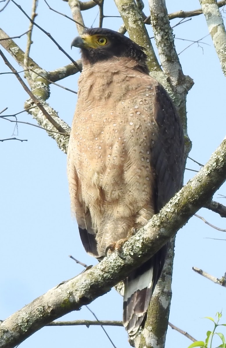 Crested Serpent eagle