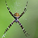 Orb Weaving Spider