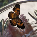 Silvery Checkerspot