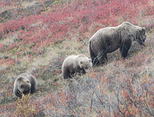 A mother bear with her two cubs searches through green and red shrubbery.