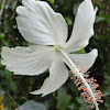 Dainty White Hibiscus