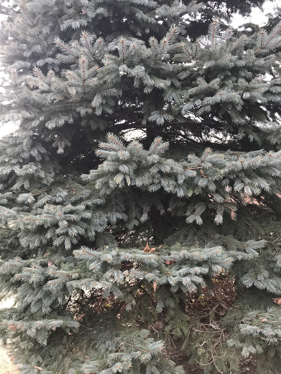 Blue spruce