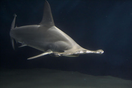 A hammerhead shark. File picture.