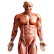 Download Human Anatomy 3D : Human Organs and Bones For PC Windows and Mac 1