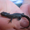 Alpine newt