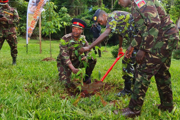 KDF plant tree at Camp Ndunda within Njukiri Forest in Embu County ahead of Madaraka day on May 30, 2023