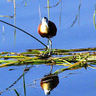 African Jacana