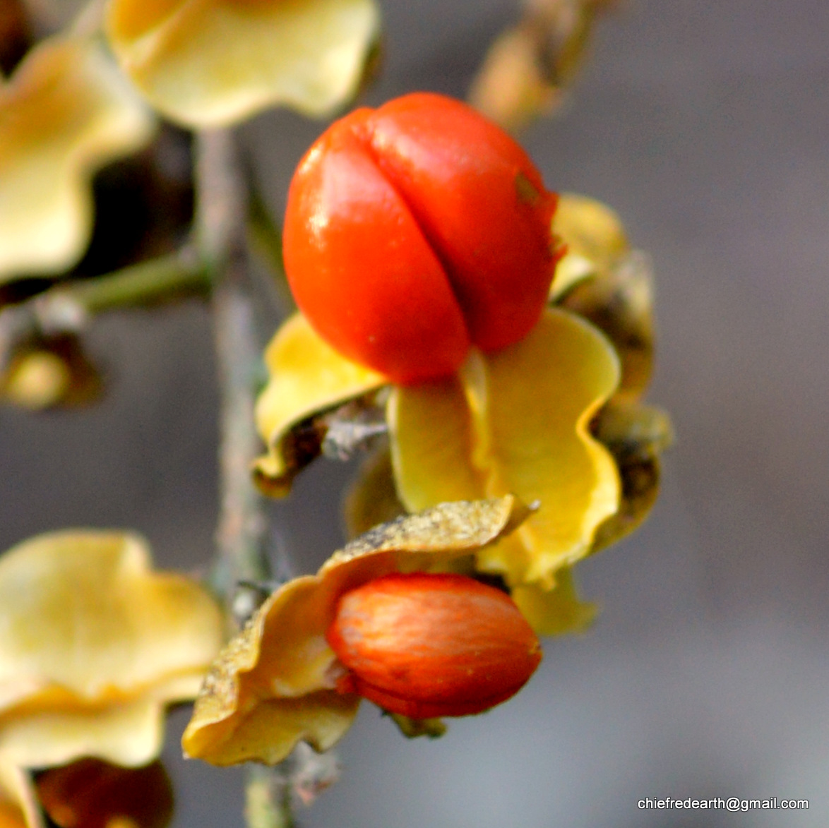 black oil plant, climbing staff tree, and intellect tree