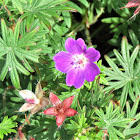 Bloody Crane's-bill