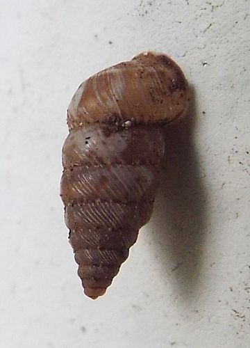 terrestrial snail