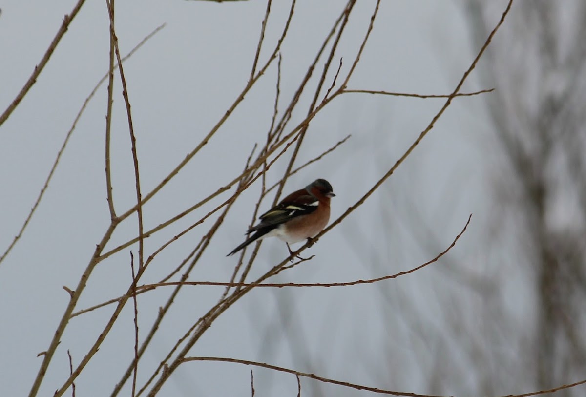 Common chaffinch