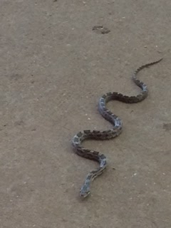 Juvenile Black Rat snake