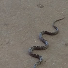 Juvenile Black Rat snake