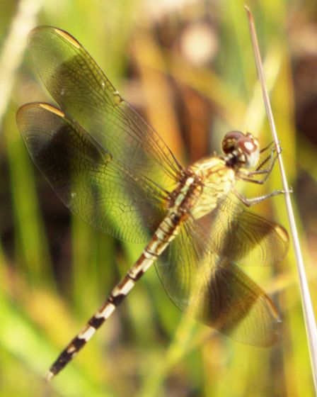 Band-winged Dragonlet male