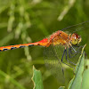 White Faced Meadowhawk