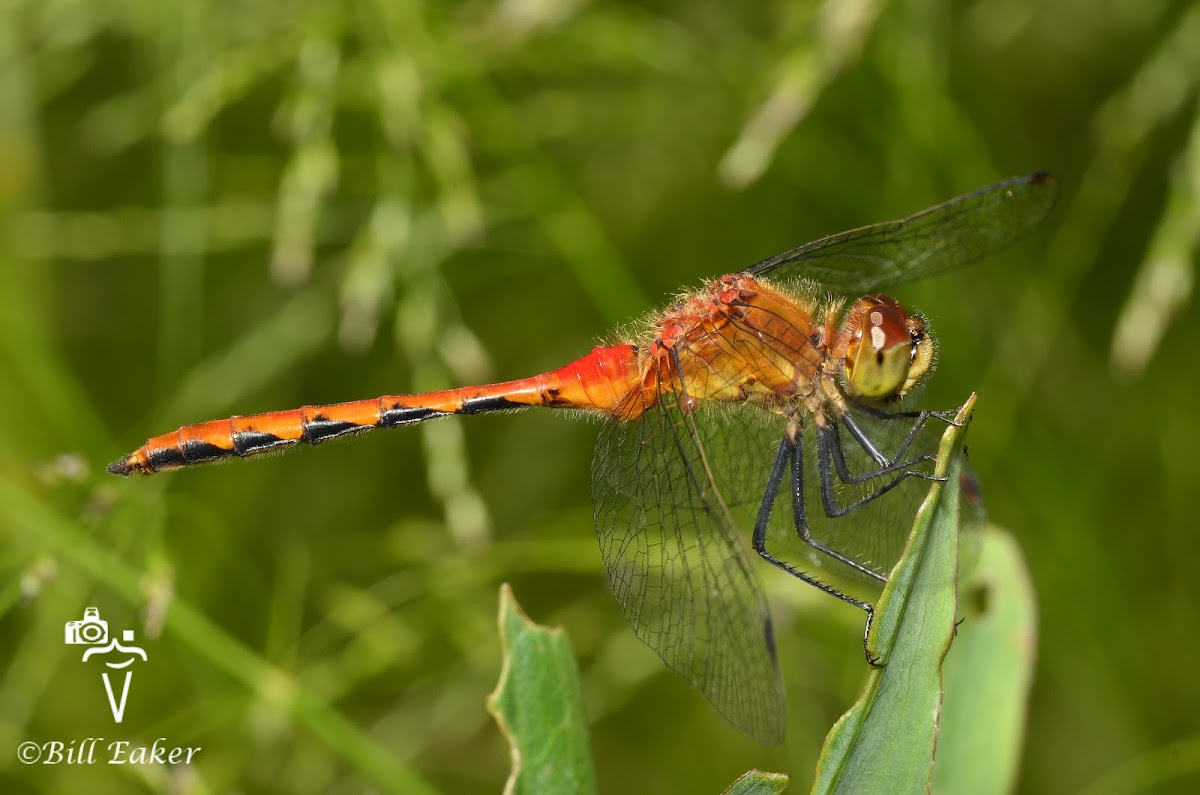 White Faced Meadowhawk