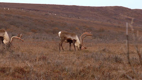 Brooks Range Bulls 1 thumbnail