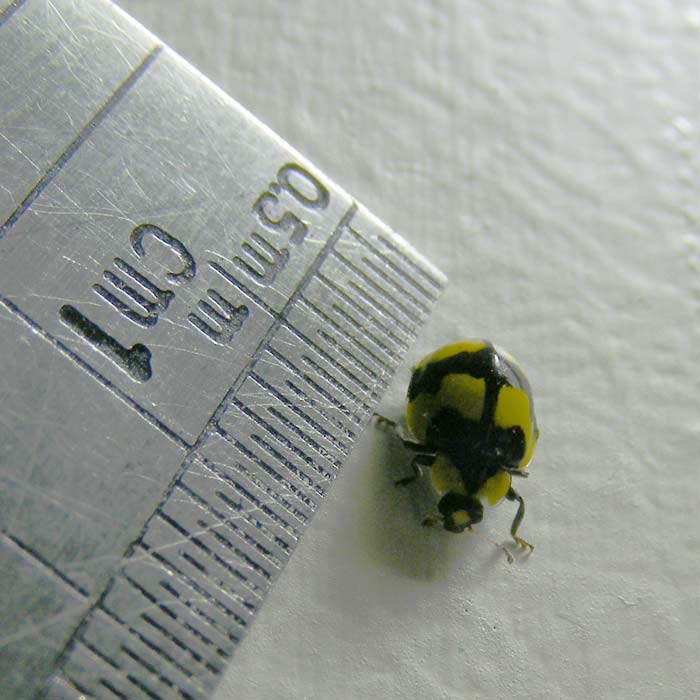 Fungus-eating Ladybird