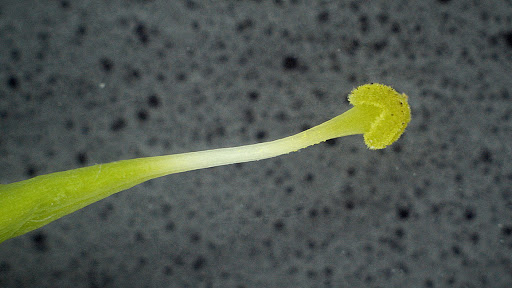 Centaurium pulchellum