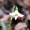 Snowdrop