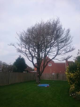 Ceder tree removal Weymouth, Dorset album cover