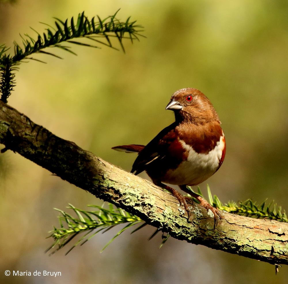 Eastern towhee