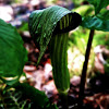 Jack-in-the-Pulpit