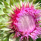 musk thistle