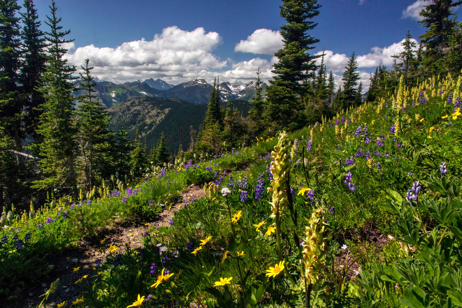 Pacific-Crest-Trail-on-Lakeview-Ridge-Pasayten-Wilderness-2015.jpg