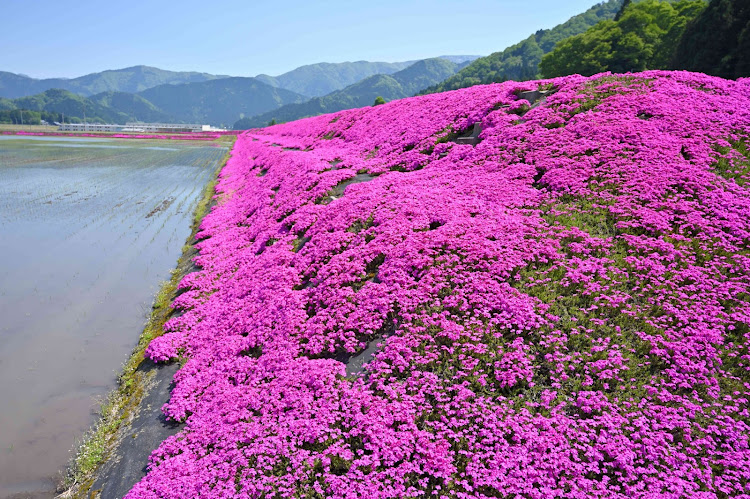 の投稿画像27枚目